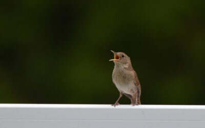 Poetry Month Spotlight: Anneliese Finke